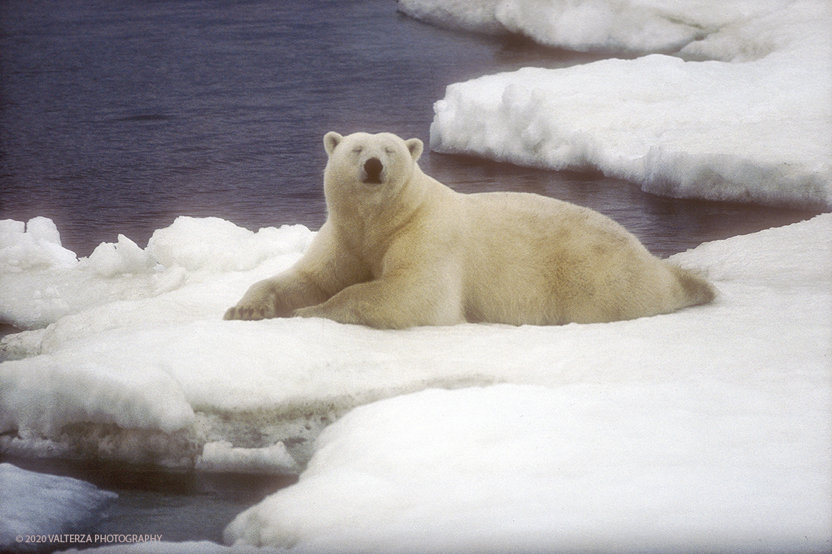 103 SIBERIA.jpg - Luglio/Agosto 1992. Siberia, terra dei Chukchi. Nell'oceano artico  125 Km a nord-est della penisola dei Chukchi (Siberia) c'Ã¨  l'isola di Wrangel, essa ospita piÃ¹ del doppio di specie vegetali (417) di qualsiasi territorio artico a paritÃ  di superficie nonchÃ¨ 30 specie diverse di uccelli oltre ad orsi polari, foche e trichechi ; per questo motivo   Ã¨ stata proclamata patrimonio dell'umanitÃ  dall'UNESCO. Nella foto banchisa dell'isola di Wrangell, esemplare maschio di orso polare il cui peso si aggira tra i 600 ed i 700 KG